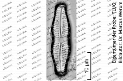 Achnanthes coarctata (Brébisson) Grunow
